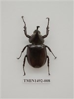 藏品(金龜科(二)外國)的圖片